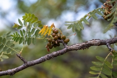 Bursera copallifera