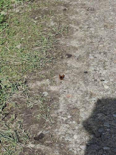 European Comma