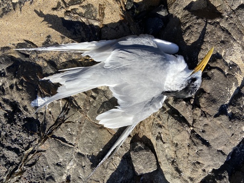 iNaturalist image