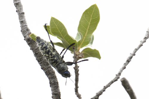 Lampetis drummondi
