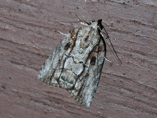 Etanna clopaea