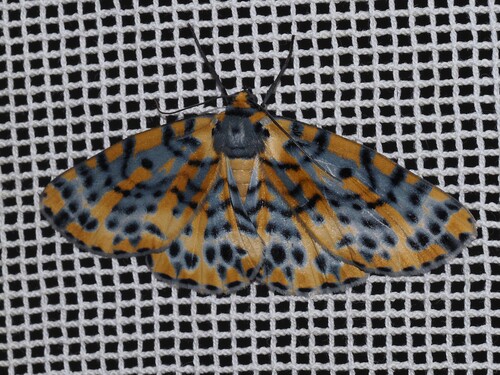Southern Bracca