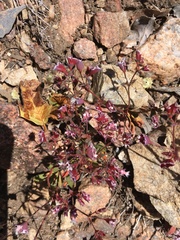 Sidotheca emarginata