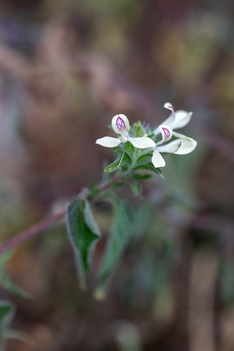 Tetramerium nervosum, photograph 1
