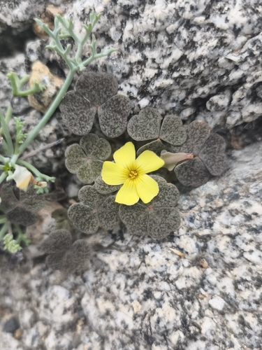 Oxalis brevis (Oxalis brevis)