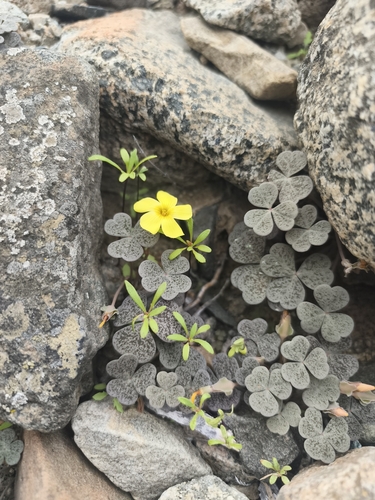 Oxalis brevis (Oxalis brevis)