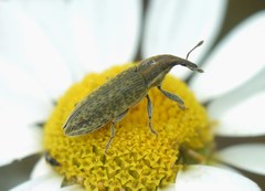 Epimeces