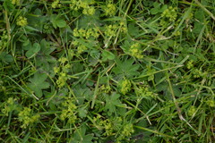 Alchemilla micans
