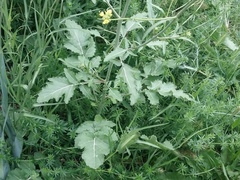 Brassica elongata