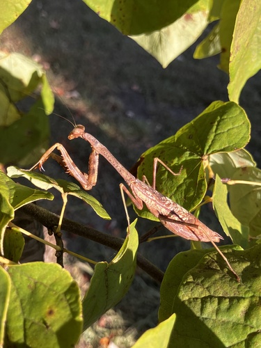 Carolina Mantis