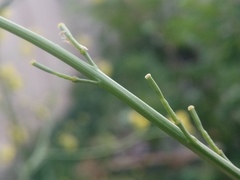 Brassica elongata