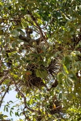 Tillandsia schiedeana, photograph (c) José Javier Barrios Flores, some rights reserved (CC BY)