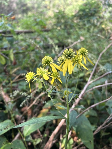Wingstem