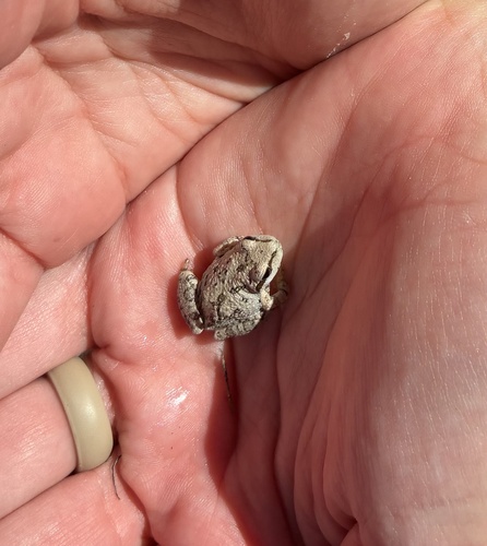 iNaturalist observation photo of Pacific chorus frog