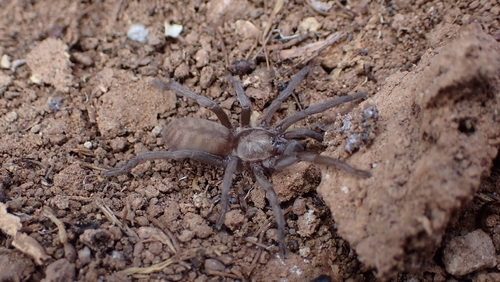 Ischnocolus mogadorensis