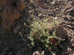 Lavandula antineae