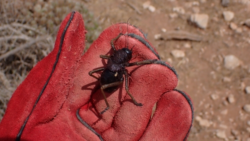 Eugaster spinulosa