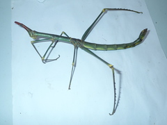 Proscopioidea