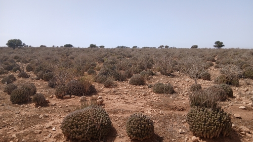 Euphorbia officinarum echinus