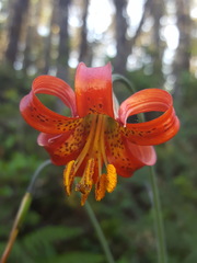Lilium occidentale