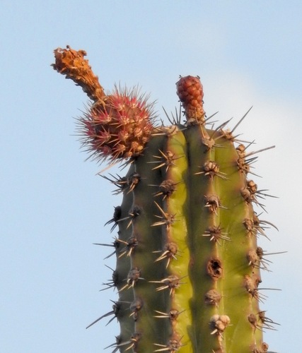 Stenocereus griseus, photograph 3