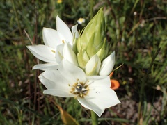 Ornithogalum thyrsoides, photograph (c) Cricket Raspet, some rights reserved (CC BY)