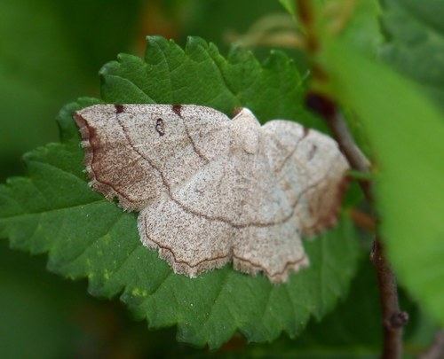 Eilicrinia trinotata