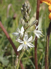 Chlorophytum graminifolium