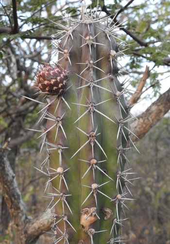 Stenocereus griseus, photograph 4