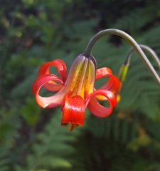Lilium occidentale