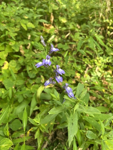 great blue lobelia