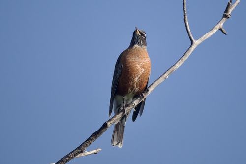 American Robin