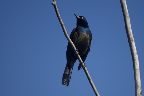 Common Grackle