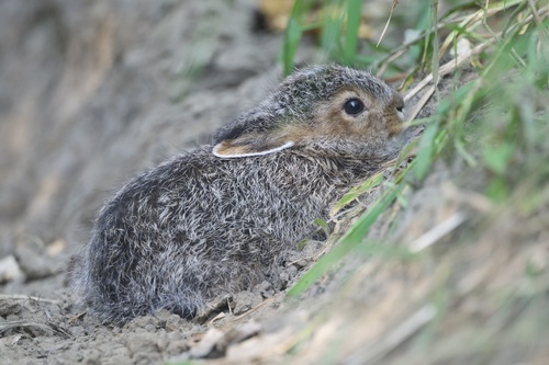 Snowshoe Hare