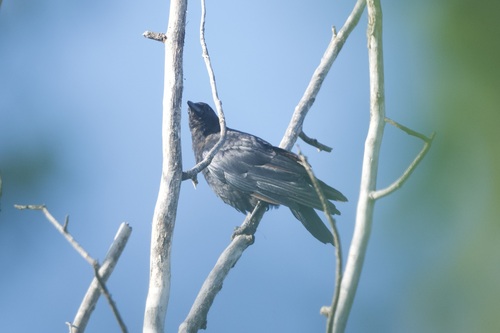American Crow