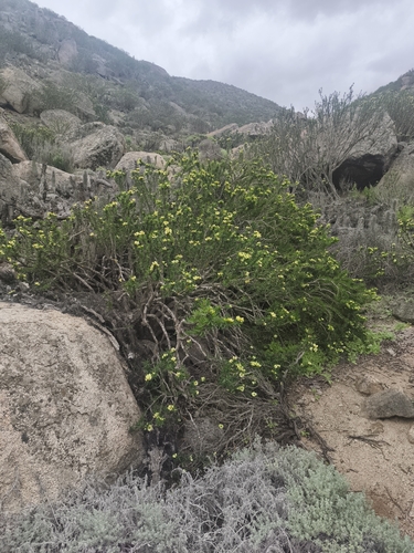 Euphorbia lactiflua, photograph 6