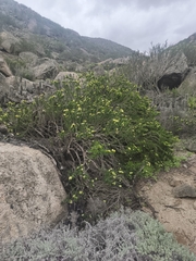 Euphorbia lactiflua, photograph (c) Álvaro Parra Valdivia, some rights reserved (CC BY)