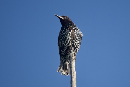 European Starling