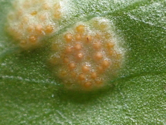 Pucciniaceae