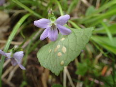 Pucciniaceae