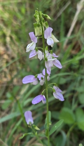 common milkpea