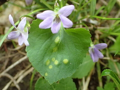 Pucciniaceae
