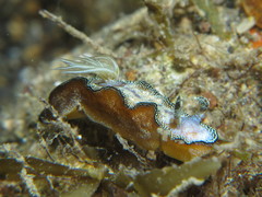 Doriprismatica balut