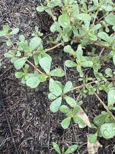 Common Purslane