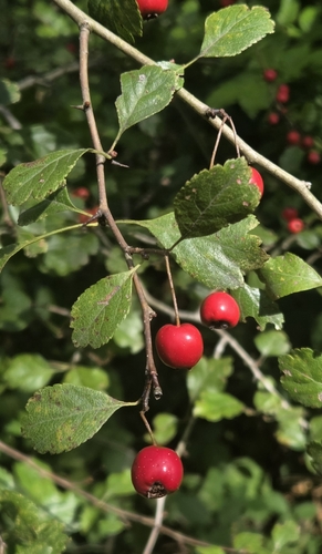 midland hawthorn