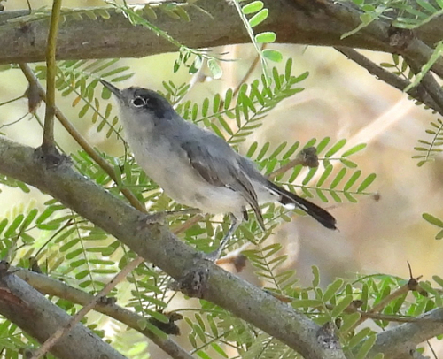 Black-tailed Gnatcatcher