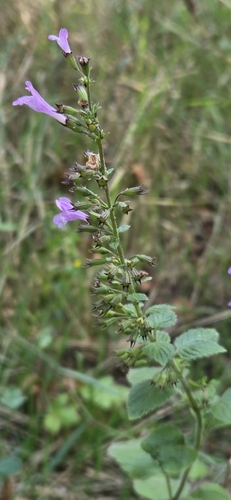Wood Calamint