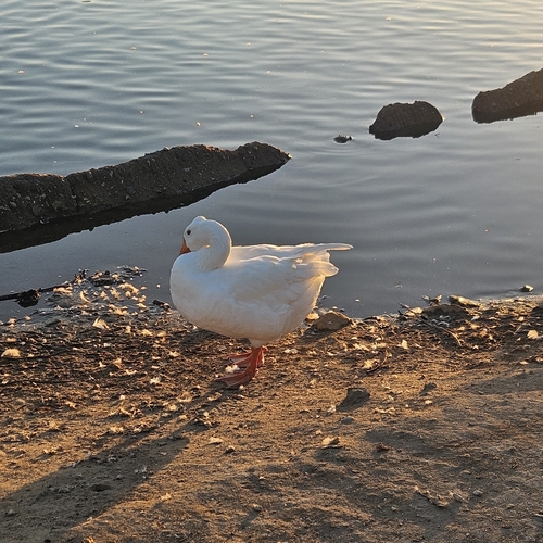 iNaturalist image