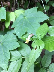 Vicia oroboides