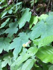 Vicia oroboides
